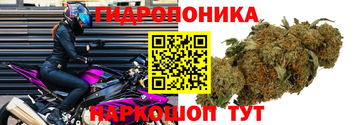 Марихуана гибрид Тавда